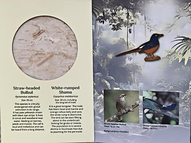 Asian Songbird pin — White-rumped Shama