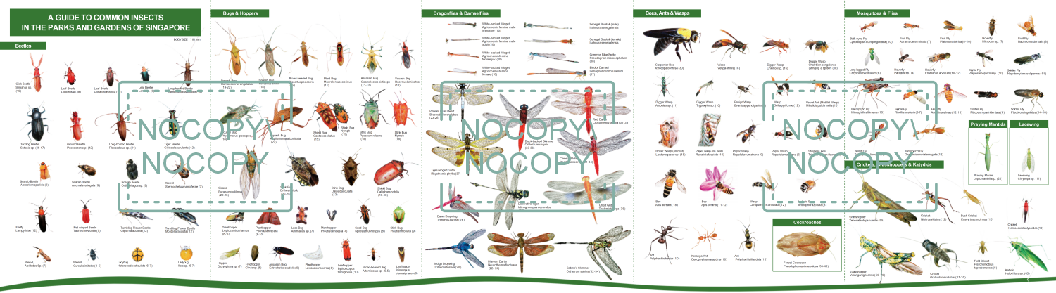 Insects guide — fold-out interior