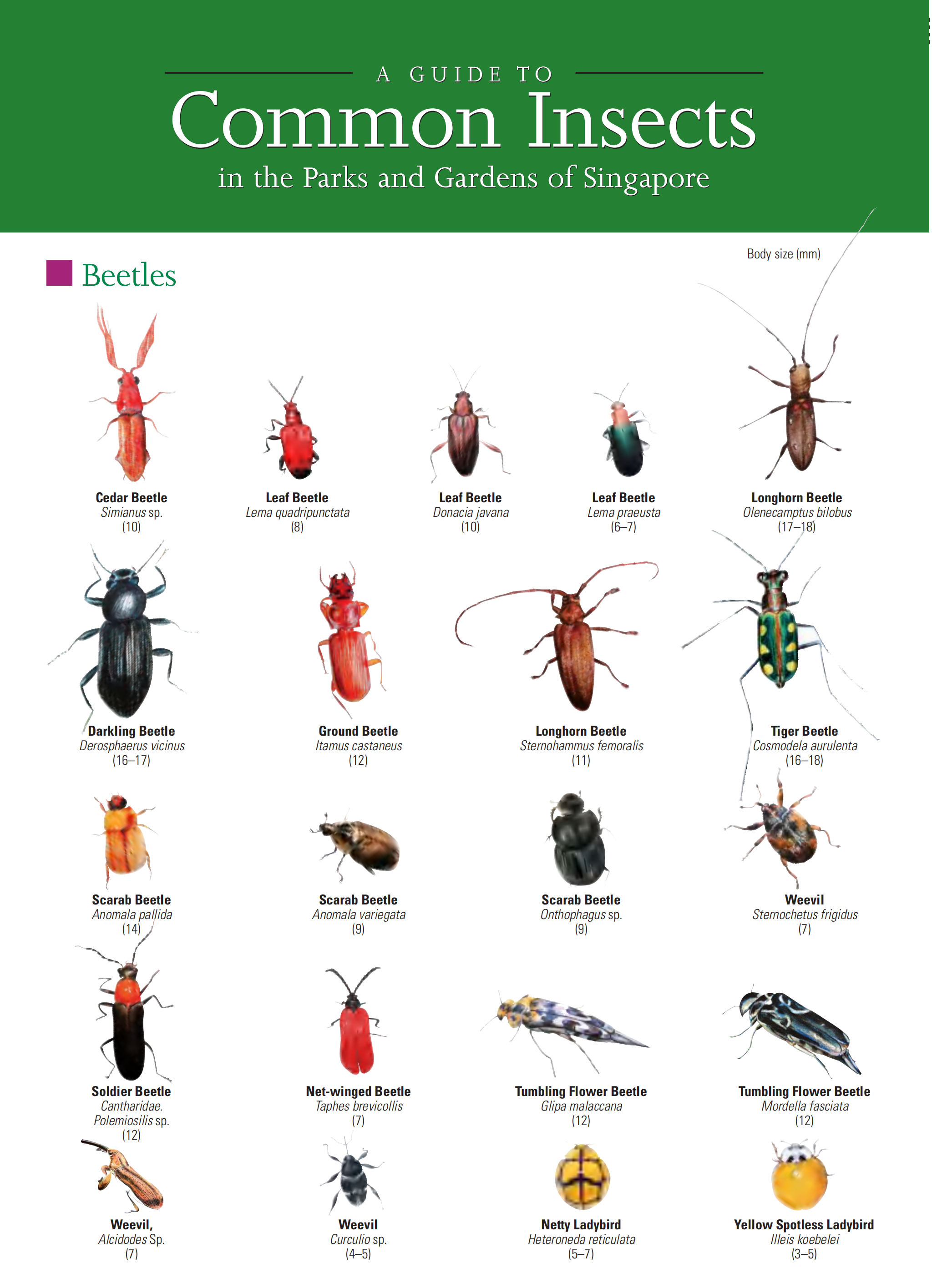 Insects guide — front cover