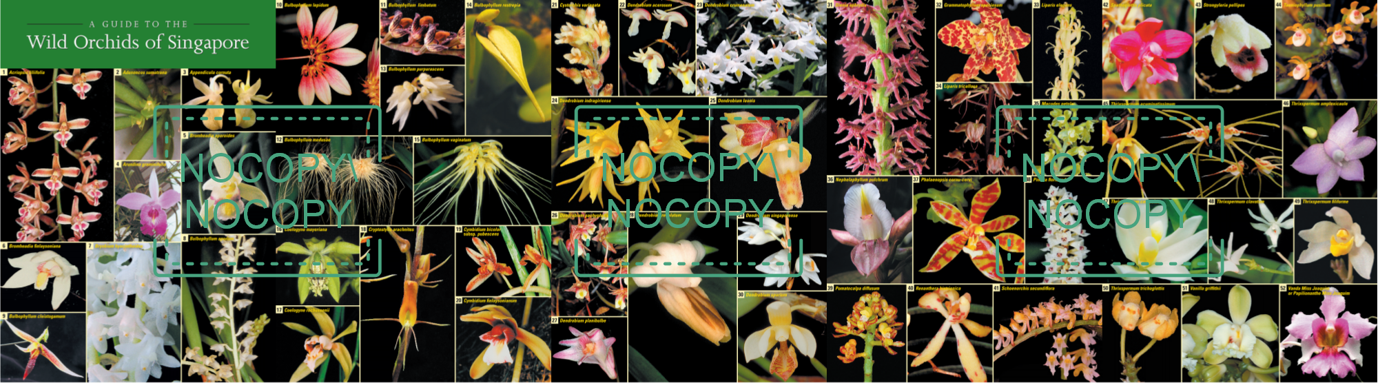 Orchids guide — fold-out interior