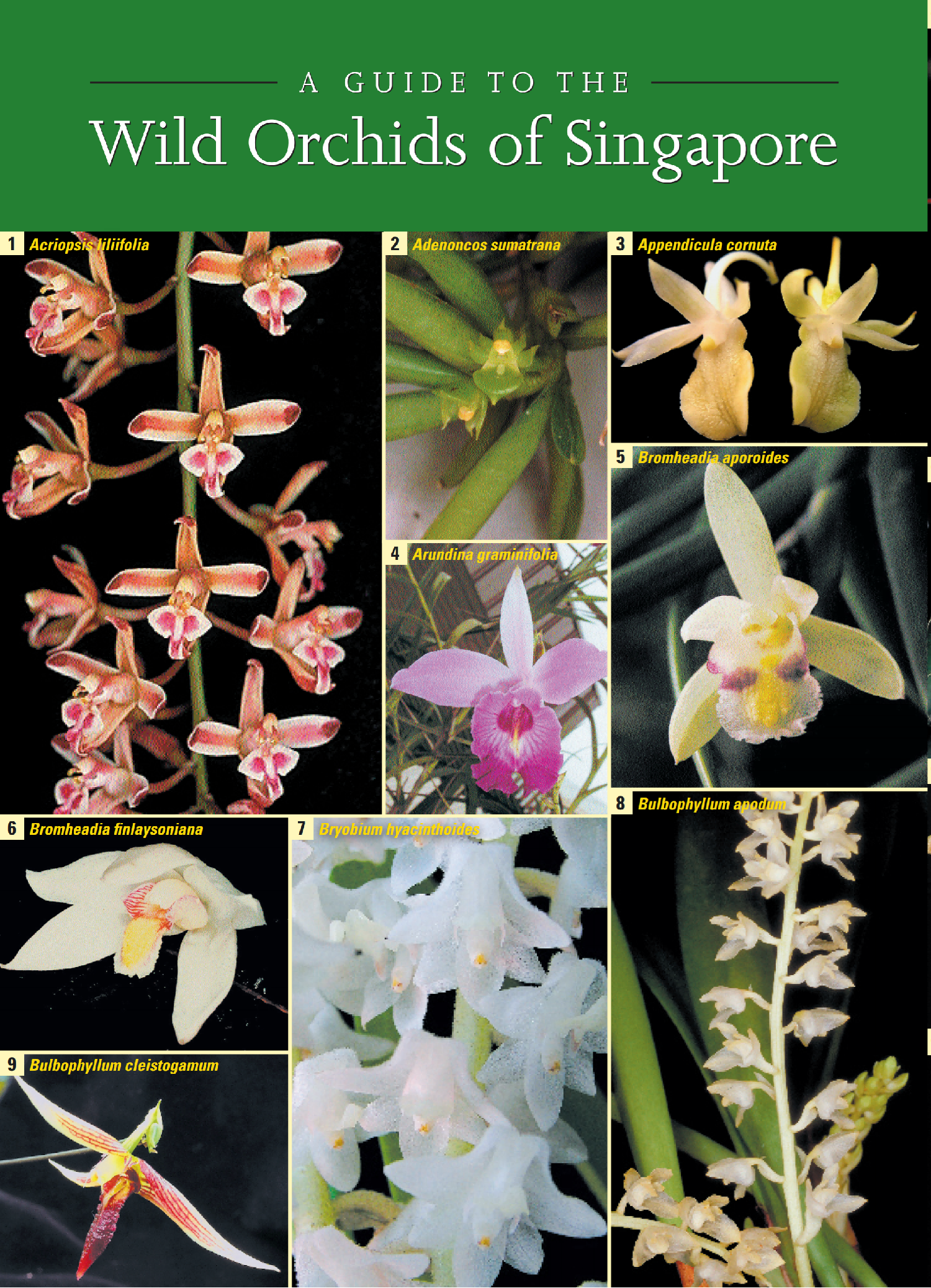 Orchids guide — front cover
